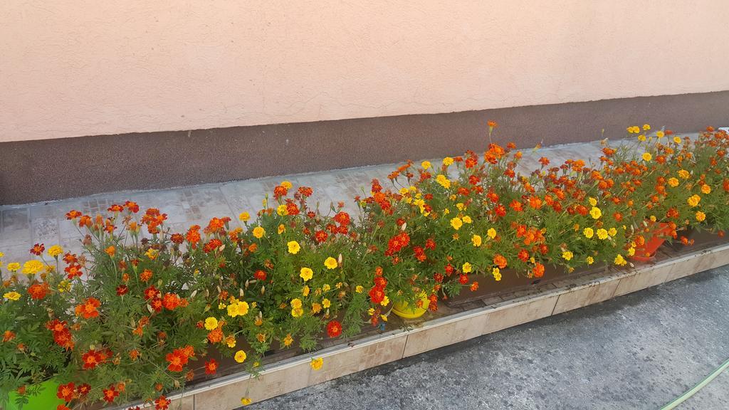 Sobe Nedovic Guest house